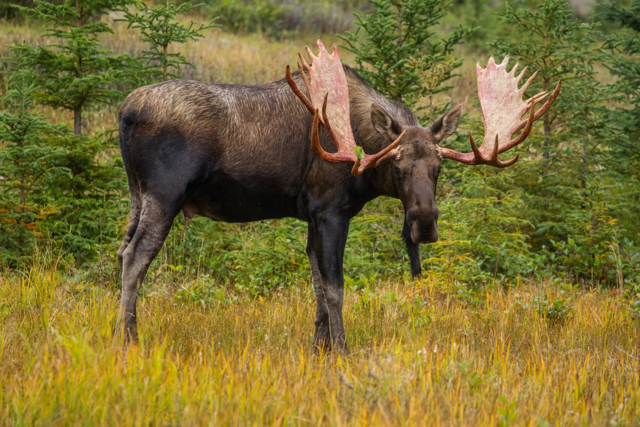 Most Dangerous Animals In Utah The Advocates